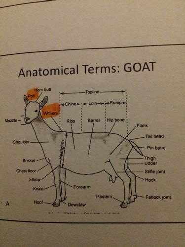 Sheep Goat Lecture Flashcards Quizlet