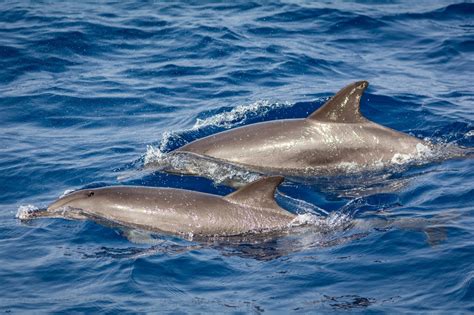 Private Dolphin And Whale Watching Catamaran Cruise With Snorkelling