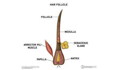 39+ The Anatomy Of Hair - SimmoneElvis