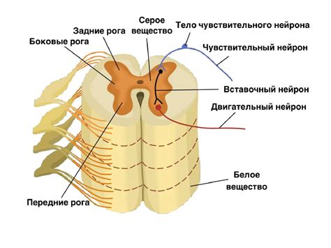 Спинной мозг - презентация онлайн