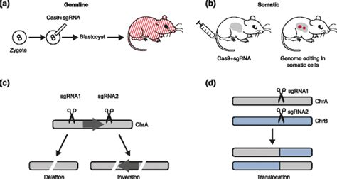 Precision Cancer Mouse Models Through Genome Editing With Crispr Cas9 Genome Medicine Full Text