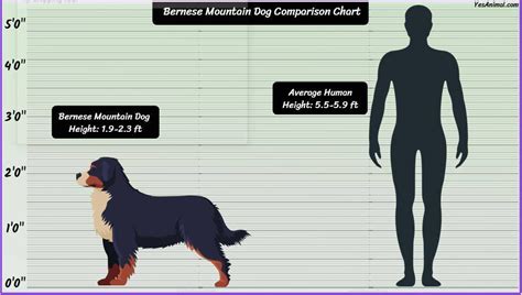 Bernese Mountain Dog Size How Big Are They Comparison