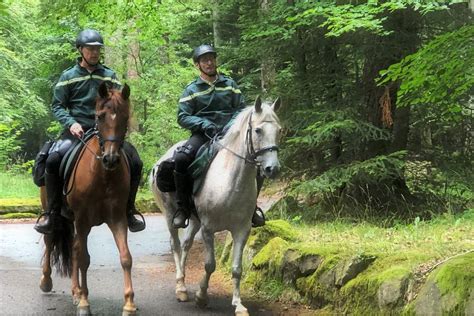 Vosges les brigades équestres de lONF veillent sur la forêt pour