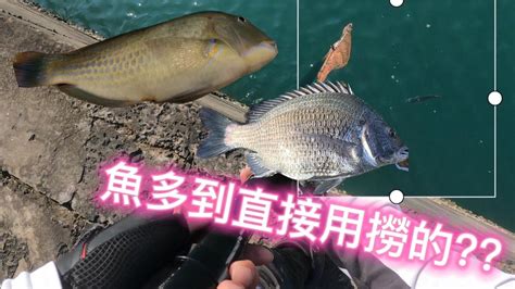 【台中港北堤】 「成長之路 3」魚多到直接用撈的『大佑池久』磯釣 Youtube