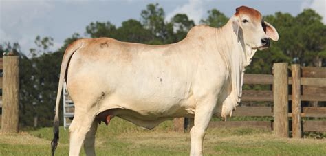 Brahman Cattle For Sale