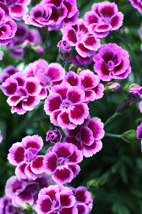 Dianthus Pink Kisses Amazing Flowers Dianthus Flowers Beautiful Flowers