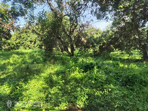 FOR LEASE AGRICULTURAL LAND With Fruit Bearing Trees Lots