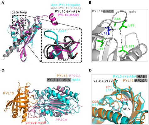 Frontiers Structural Basis And Functions Of Abscisic Acid Receptors Pyls