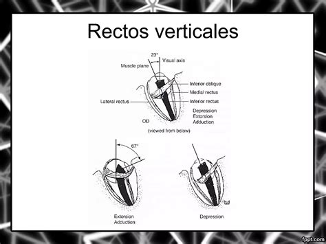 Anatomia Y Fisiologia De Los M Sculos Extraoculares Ppt