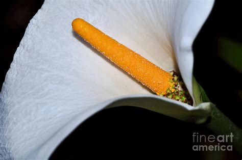 Calla Lily Stamen Photograph By Kaye Menner Fine Art America