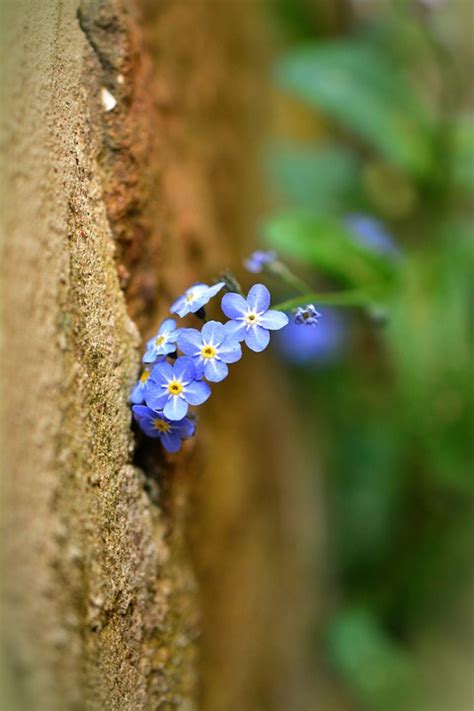 Vergissmeinnicht Myosotis Kostenloses Foto Auf Pixabay