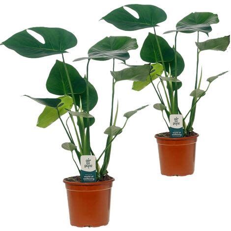 Monstera Deliciosa Set de 2 Plante à trous Pot 14cm Hauteur 45 55cm