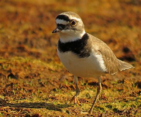 53348LRP Ian Ballam Flickr