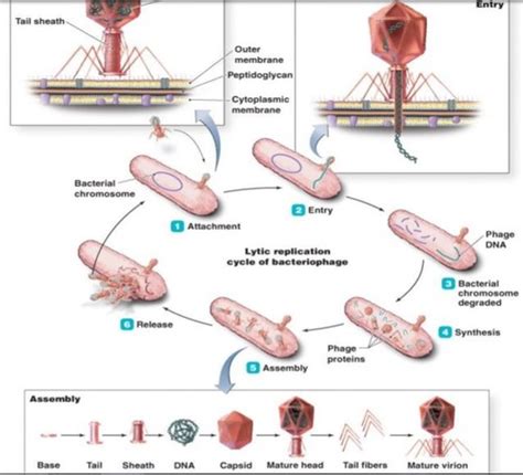 Viral Replication Flashcards Quizlet