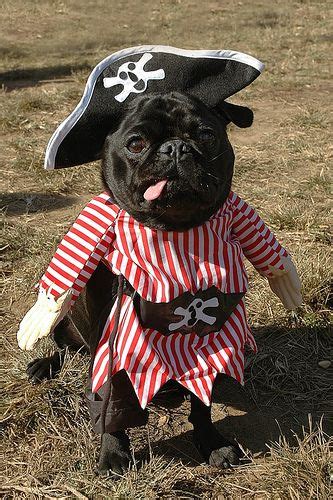 Black Pugs In Halloween Costumes