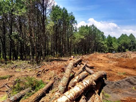 Tramite De Cambio De Uso De Suelo En Terrenos Forestales CONADEIP