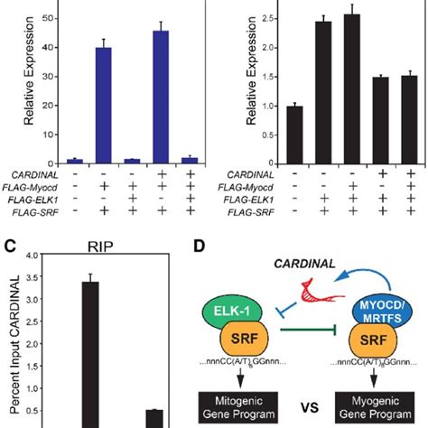 Cardinal Antagonizes Srftcf Gene Transcription Regulation Of The