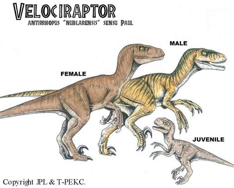 Headcanon Velociraptor Appearances Arte Com Tema De Dinossauro Dinossaurs Fotos De Dinossauros