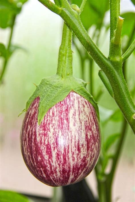 Мини баклажаны | Eggplant, Vegetable seed, Vegetables