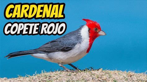 El Cardenal Copete Rojo Paroaria coronata Canto Hábitat