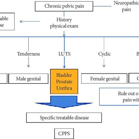 Localization Of Chronic Pelvic Pain Luts Lower Urinary Tract