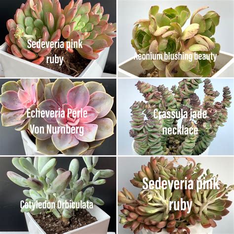 Succulent Names