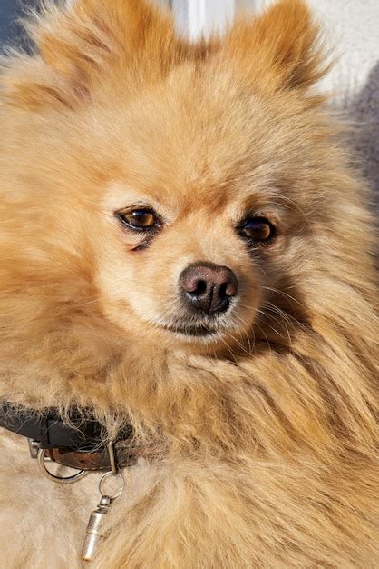 Imágenes de Primer Plano Perro Pomerania Descarga gratuita en Freepik