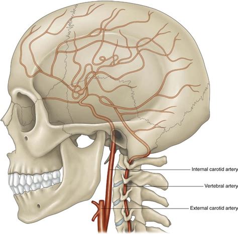 The internal carotid artery and its branches | Musculoskeletal Key