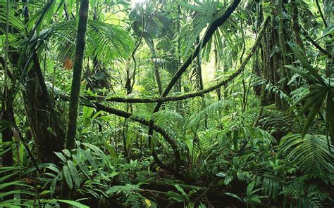 Jungle Landscape Foret Amazonienne Paysage Jungle Images Jungle