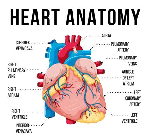 7924 Anatomia Do Coração Stock Illustrations Depositphotos