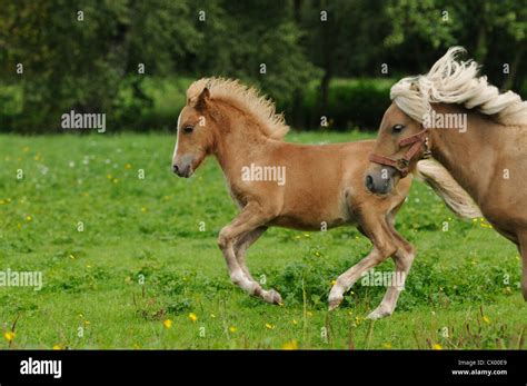 Two Welsh Ponies Running On Paddock Stock Photo Alamy