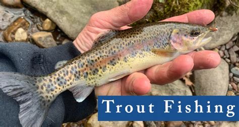 How To Fish For Trout The Idaho Fisherman