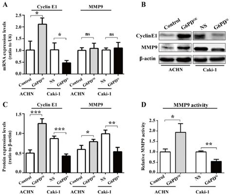 G Pd Upregulates The Expression Of Cyclin E And Mmp In Vitro A C