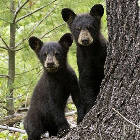 These Cute Bear Cubs 🐻 : r/CuteAnimalsTogether