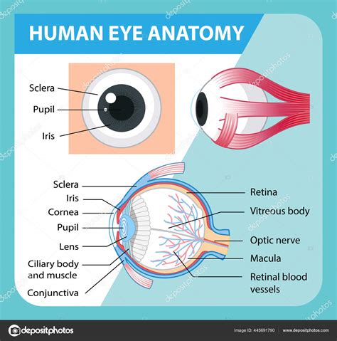 Schema Van Menselijke Oog Anatomie Met Label Illustratie Stockvector