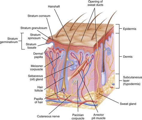 Diseases and Conditions of the Integumentary System | Basicmedical Key