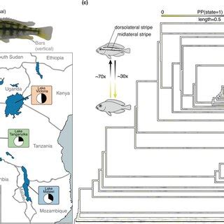 Repeated Evolution Of Horizontal Stripes Across East African Cichlid