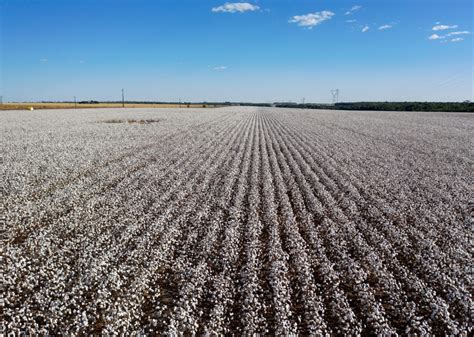 Agro é pop Os dez tipos de plantações que mais destroem o planeta e o