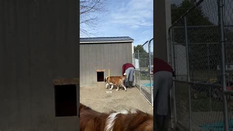 Cleaning A Dog Kennel Youtube