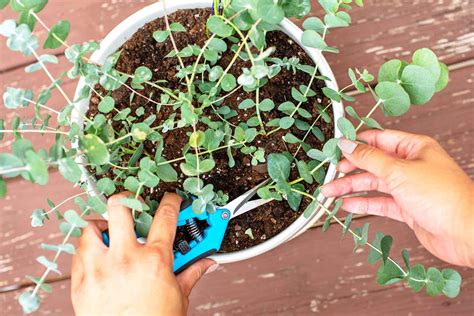 How To Grow Eucalyptus