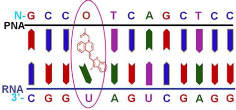Fluorescence Detection of KRAS2 mRNA Hybridization in Lung Cancer Cells ... 