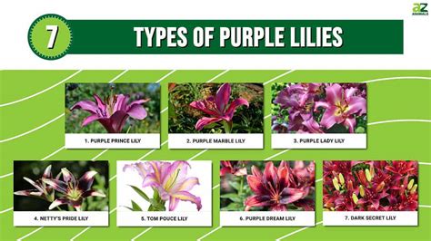 Types Of Lilies And Their Meanings Outlet Store Data Naturalsciences Org