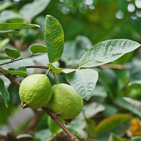 Guava Leaf Natures T