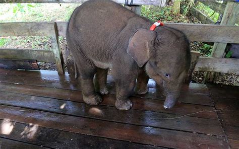 Pemulihan Anak Gajah Liar Di Aceh Yang Terkena Jerat