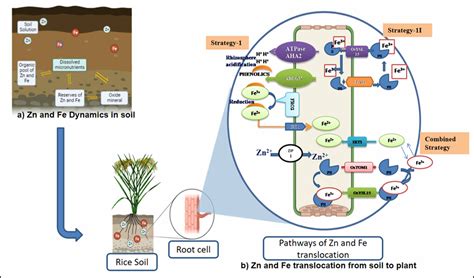 Frontiers Rice Biofortification Breeding And Genomic Approaches For