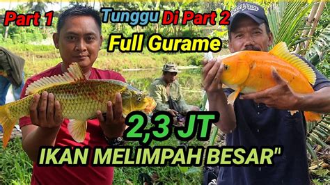 Mancing Borongan Ikan Mas Babon IDR 2 3 Juta Kolam Murah Ikan Melimpah