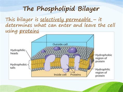 PPT - Cell Membrane PowerPoint Presentation - ID:1774532