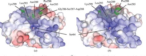 Figure 2 From Structure Of AmpC Beta Lactamase AmpCD From An