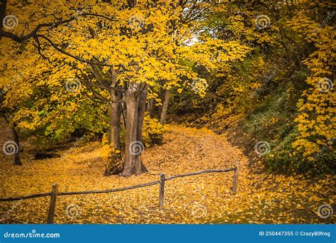 Golden Autumn Landscape Yellow Leaves In A Forest Or Park Beautiful