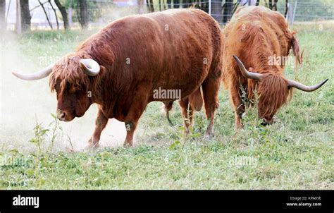 Scottish Highland Cattle Male And Female Stock Photo Alamy